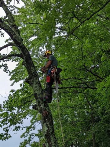 Tree Maintenance & Pruning