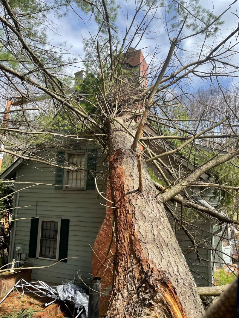 Diy Tree Stump Removal
